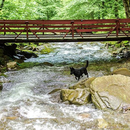 Cabana Valea Rea, Boga Boga  Dış mekan fotoğraf